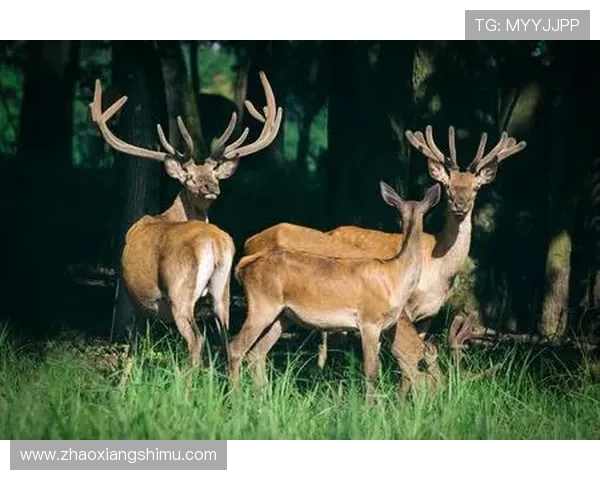 雄鹿引领草原生命传奇新纪元篇